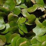 Attēlu rezultāti vaicājumam “Hydrocharis morsus-ranae fruit”