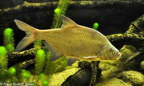 Image result for Abramis brama