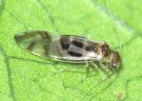 Attēlu rezultāti vaicājumam “Psocoptera”