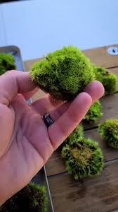 Attēlu rezultāti vaicājumam “Dicranum polysetum sporophyte”