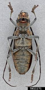 Attēlu rezultāti vaicājumam “Monochamus galloprovincialis”