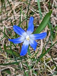 Attēlu rezultāti vaicājumam “Scilla luciliae”