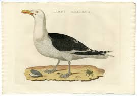 Attēlu rezultāti vaicājumam “Larus marinus”