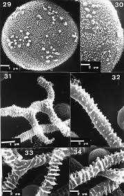 Attēlu rezultāti vaicājumam “Diderma hemisphaericum stalked”