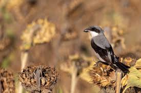 Image result for Lanius minor