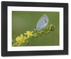 Attēlu rezultāti vaicājumam “Everes argiades”