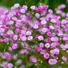 Image result for Gypsophila elegans
