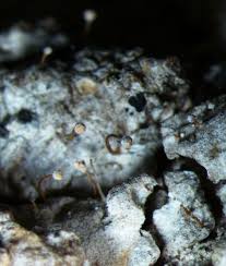 Attēlu rezultāti vaicājumam “Sclerophora farinacea”