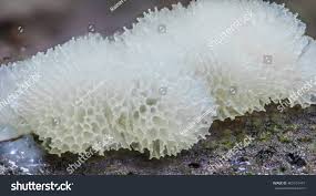 Attēlu rezultāti vaicājumam “Ceratiomyxa fruticulosa macro”