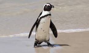 Image result for Spheniscus demersus