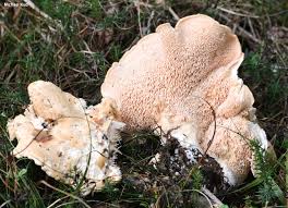 Attēlu rezultāti vaicājumam “Hydnum repandum”