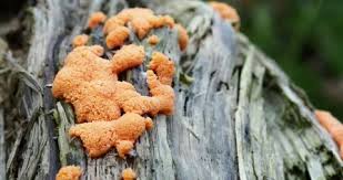 Attēlu rezultāti vaicājumam “Dictydiaethalium plumbeum”