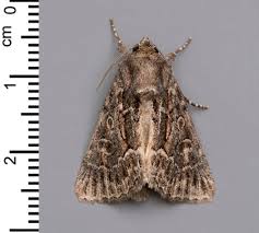 Attēlu rezultāti vaicājumam “Thalpophila matura”