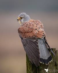 Attēlu rezultāti vaicājumam “Falco tinnunculus”