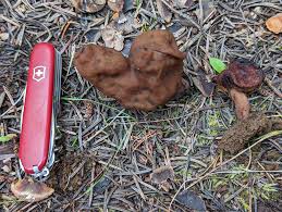 Attēlu rezultāti vaicājumam “Lycogala alisaulianovae young”