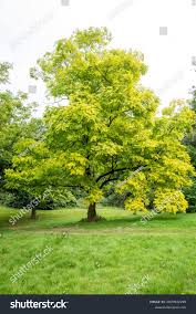 Attēlu rezultāti vaicājumam “Robinia”