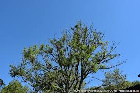 Attēlu rezultāti vaicājumam “Hymenoscyphus fraxineus”