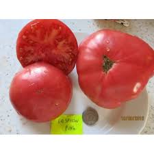 Afbeeldingsresultaat voor caspian pink tomato