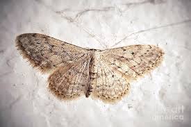 Attēlu rezultāti vaicājumam “Idaea seriata”