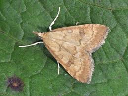 Attēlu rezultāti vaicājumam “Udea fulvalis”