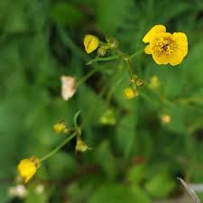 Attēlu rezultāti vaicājumam “Ranunculus acris”