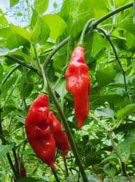 Afbeeldingsresultaat voor chili maya hot pepper hot pepper