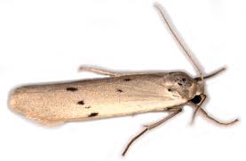 Attēlu rezultāti vaicājumam “Pelosia muscerda”