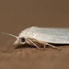 Attēlu rezultāti vaicājumam “Eana argentana”