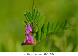 Attēlu rezultāti vaicājumam “Vicia lathyroides”
