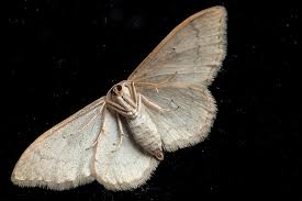 Attēlu rezultāti vaicājumam “Idaea straminata”