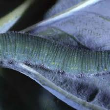 Attēlu rezultāti vaicājumam “Pieris rapae larva”