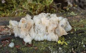 Attēlu rezultāti vaicājumam “Exidia cartilaginea”