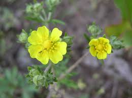 Attēlu rezultāti vaicājumam “Potentilla argentea fruit”