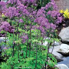Attēlu rezultāti vaicājumam “Thalictrum”