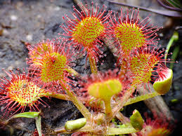 Attēlu rezultāti vaicājumam “Drosera rotundifolia flower”