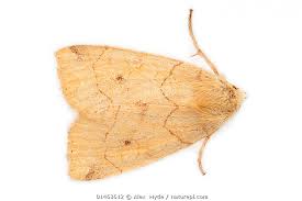 Attēlu rezultāti vaicājumam “Enargia paleacea”