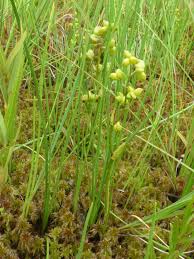 Attēlu rezultāti vaicājumam “Scheuchzeria palustris”