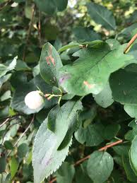 Attēlu rezultāti vaicājumam “Symphoricarpos albus fruit”