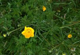 Attēlu rezultāti vaicājumam “Ranunculus acris”