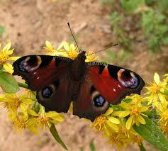 Attēlu rezultāti vaicājumam “Inachis io upperside”