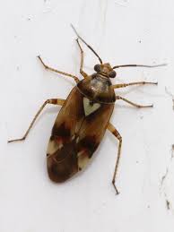 Attēlu rezultāti vaicājumam “Lygus pratensis nymph”