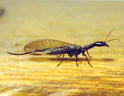 Attēlu rezultāti vaicājumam “Raphidioptera”