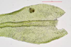 Attēlu rezultāti vaicājumam “Anomodon longifolius”