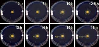 Attēlu rezultāti vaicājumam “Physarum daamsii sessile”