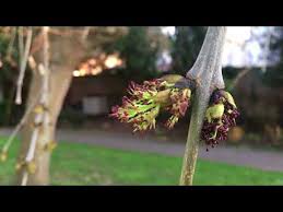 Attēlu rezultāti vaicājumam “Fraxinus excelsior Pendula bud”