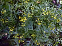Attēlu rezultāti vaicājumam “Rorippa sylvestris flower”