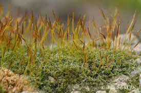 Attēlu rezultāti vaicājumam “Tortula muralis sporophyte”