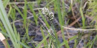 Attēlu rezultāti vaicājumam “Carex loliacea leaf”