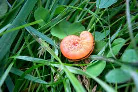 Attēlu rezultāti vaicājumam “Cimbex luteus”