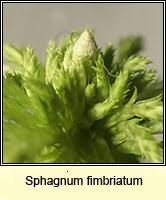 Attēlu rezultāti vaicājumam “Sphagnum fimbriatum”